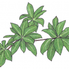 Manilkara zapota (L.) P. van Royen