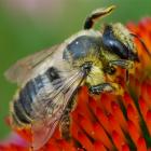 Megachile rotonda