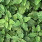 Melissa officinalis