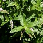 Mentha spicata