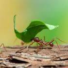 Mexican leafcutter ant carries a leaf