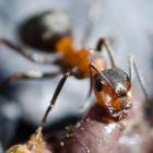 Monomorium pharaonis