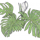 Monstera deliciosa Liebm. (syn. Philodendron pertusum)