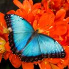 Common morpho (Morpho helenor) on a flower