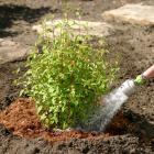 Plantation d'arbustes - techniques horticoles