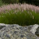 La pierre, un élément important d'un jardin japonais