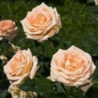 Rosier hybride de thé