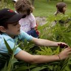 Examen d'un arbre par un enfant
