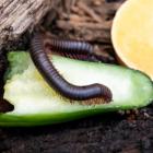 North American millipede