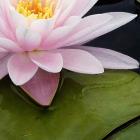 Nymphaea 'Pearl of the Pool'