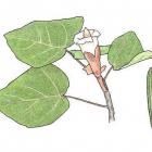 Ochroma pyramidale (Cav. ex Lam.) Urban