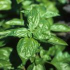 Ocimum basilicum