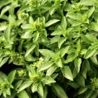 Ocimum basilicum