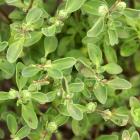 Origanum majorana