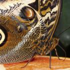Owl butterfly