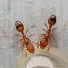 Pharaoh ant (Monomorium pharaonis)