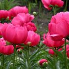 Paeonia 'Skylark'.