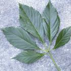 Parthenocissus quinquefolia