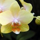 Phalaenopsis 'Leyte Gold'