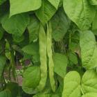 Phaseolus vulgaris