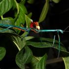 Phasme bleu de Madagascar