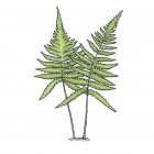 Phegopteris connectilis (Dryopteris Phegopteris)