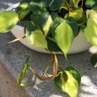 Philodendron hederaceum 'Brazil'