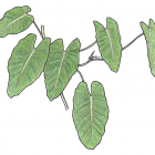 Philodendron sagittifolium Liebm.