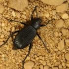 Pinacate beetle