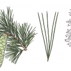 Pinus strobus