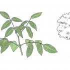 Platymiscium pinnatum (Jacq.) Dugand