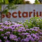 Perennials in the Insectarium&#039;s Pollinator Garden