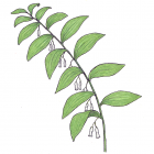 Polygonatum pubescens