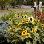 Vegetable garden for biodiversity
