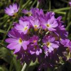 Primula denticulata