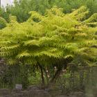 Rhus hirta 'Bailtiger'