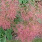 Cotinus coggygria