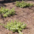 Euonymus fortunei 'Emerald Gaiety'