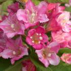 Weigela 'Abel Carrière'