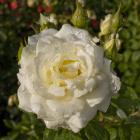 Rosa &#039;Moondance&#039;