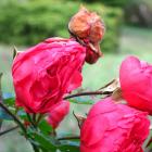 Rose fanée