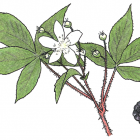 Rubus alleghaniensis