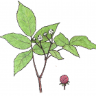 Rubus idaeus