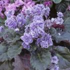 Saintpaulia 'Match Mate'