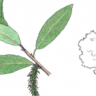 Salix spp.