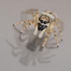 Salticus scenicus