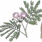 Samanea saman (syn. Pithecellobium saman)