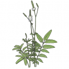 Sanguisorba canadensis