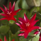 Schlumbergera x buckleyi