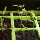 Seed tray